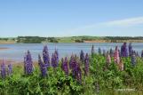 Lupins abound on the island