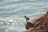 Shoreline birds