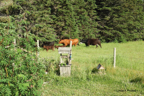 Rural sightings ... near the community